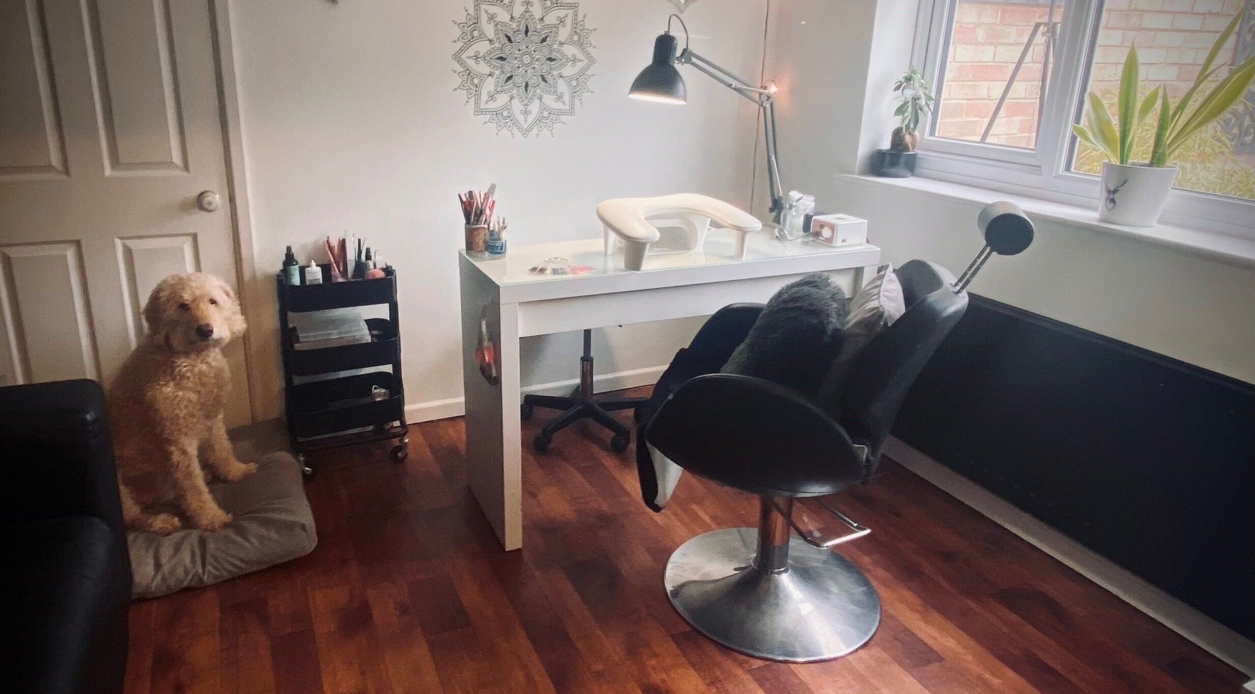 Nikki Halcoop Beauty salon in Donnington, England with a stylish desk, chair, and a friendly dog beside it.