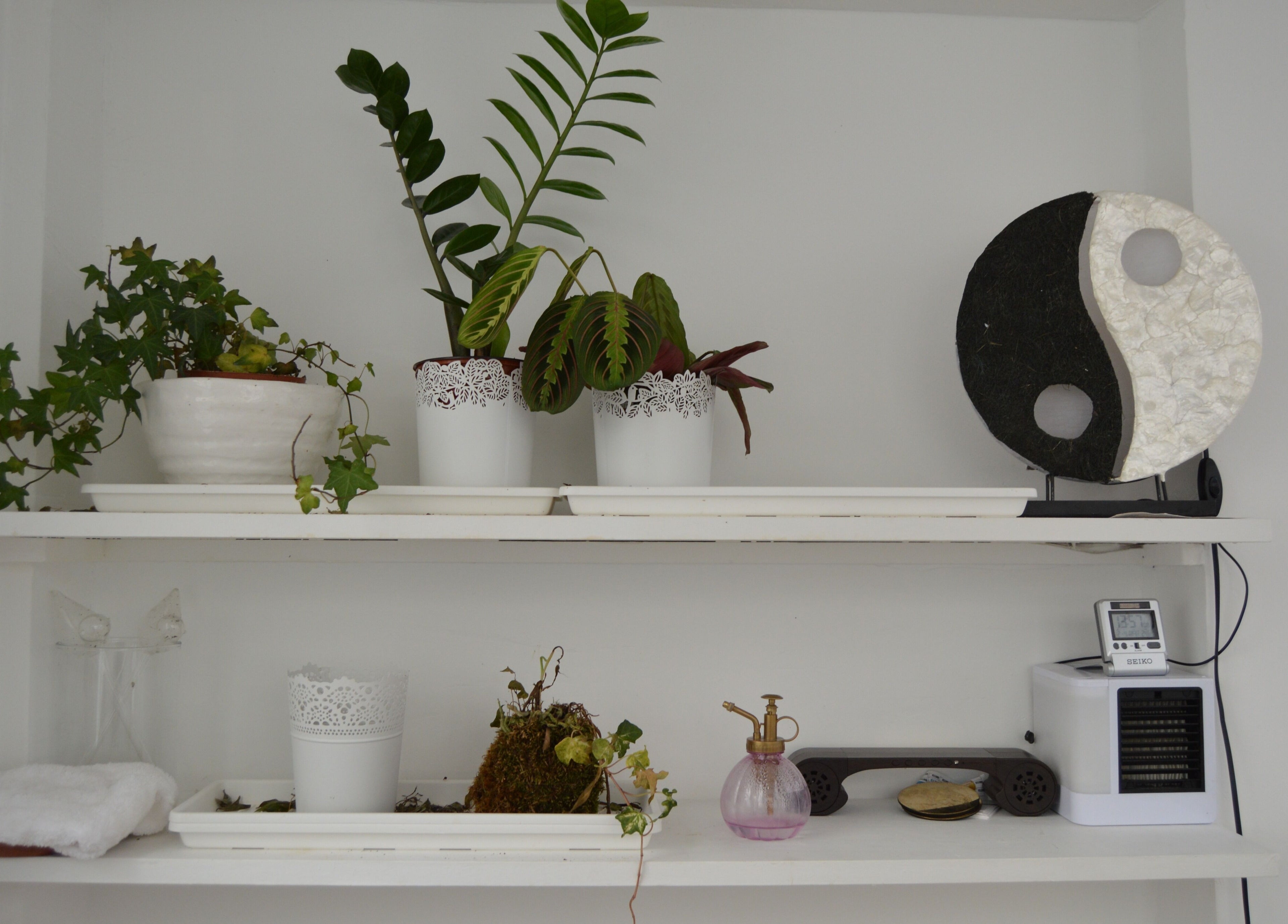 Étagères avec plantes et symbole yin-yang à L'atelier de l'hypnose, Paris, Île-de-France, FR.