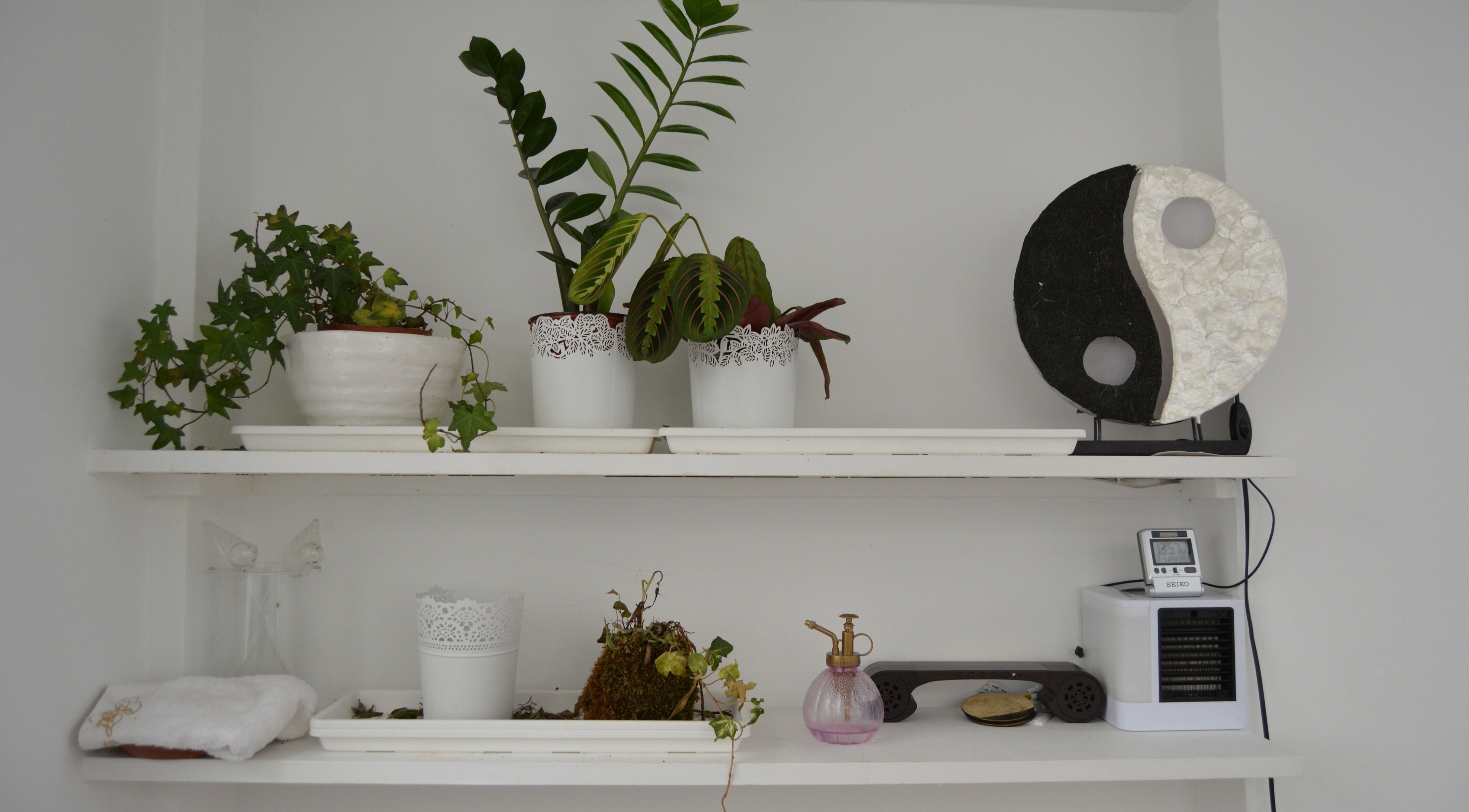 Étagères avec plantes et symbole yin-yang à L'atelier de l'hypnose, Paris, Île-de-France, FR.