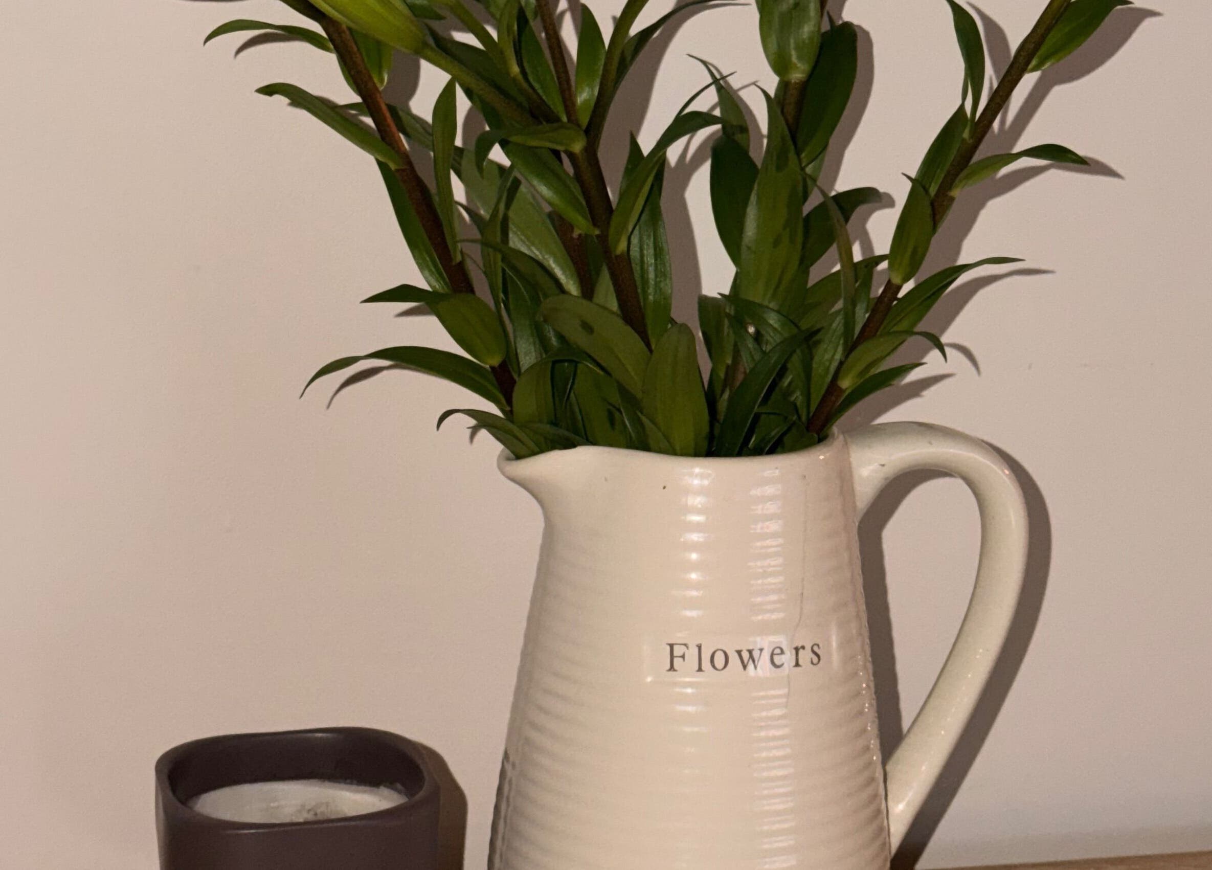 Elegant green plant in vase at The Lab Studio, Waterloo, New South Wales, AU.