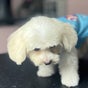 KODI Pet Shop & Salon
