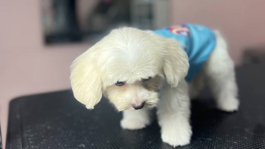 KODI Pet Shop & Salon