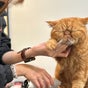 MIAU - Cat Grooming Salon - 51 Jalan Tua Kong, Bedok, Singapore
