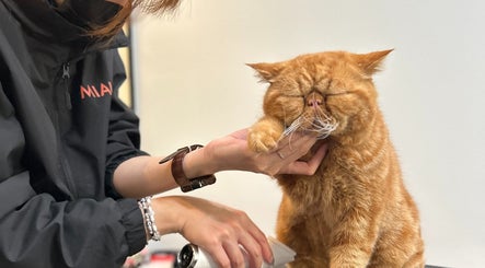 MIAU - Cat Grooming Salon