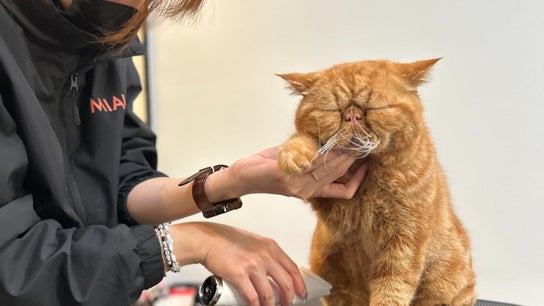 MIAU - Cat Grooming Salon