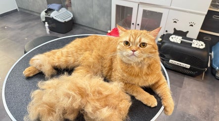MIAU - Cat Grooming Salon image 3