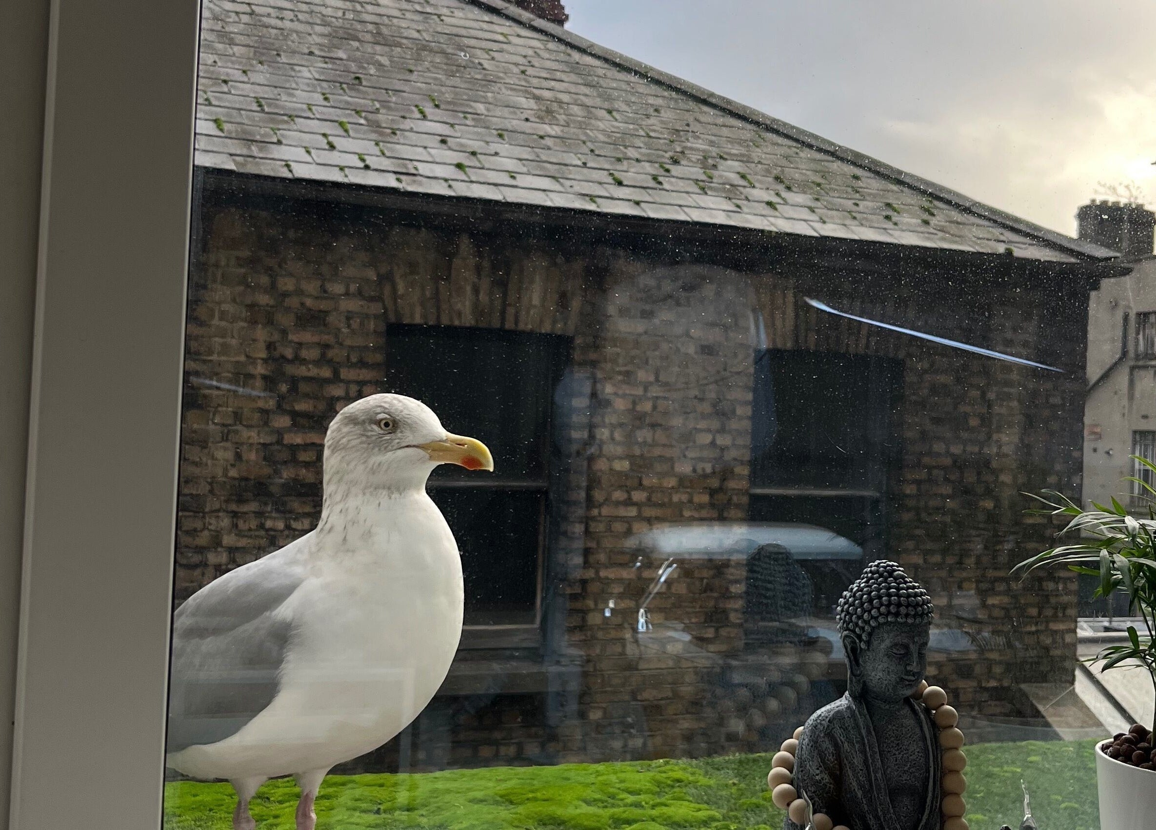 Aesthetic Nails by Sabrina Andreazza, Dublin, County Dublin, IE: Seagull perches outside a tranquil window view.