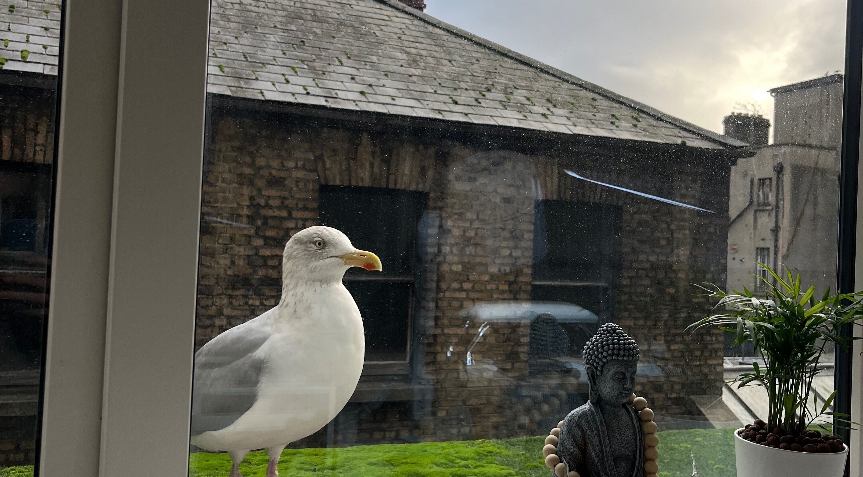 Aesthetic Nails by Sabrina Andreazza, Dublin, County Dublin, IE: Seagull perches outside a tranquil window view.