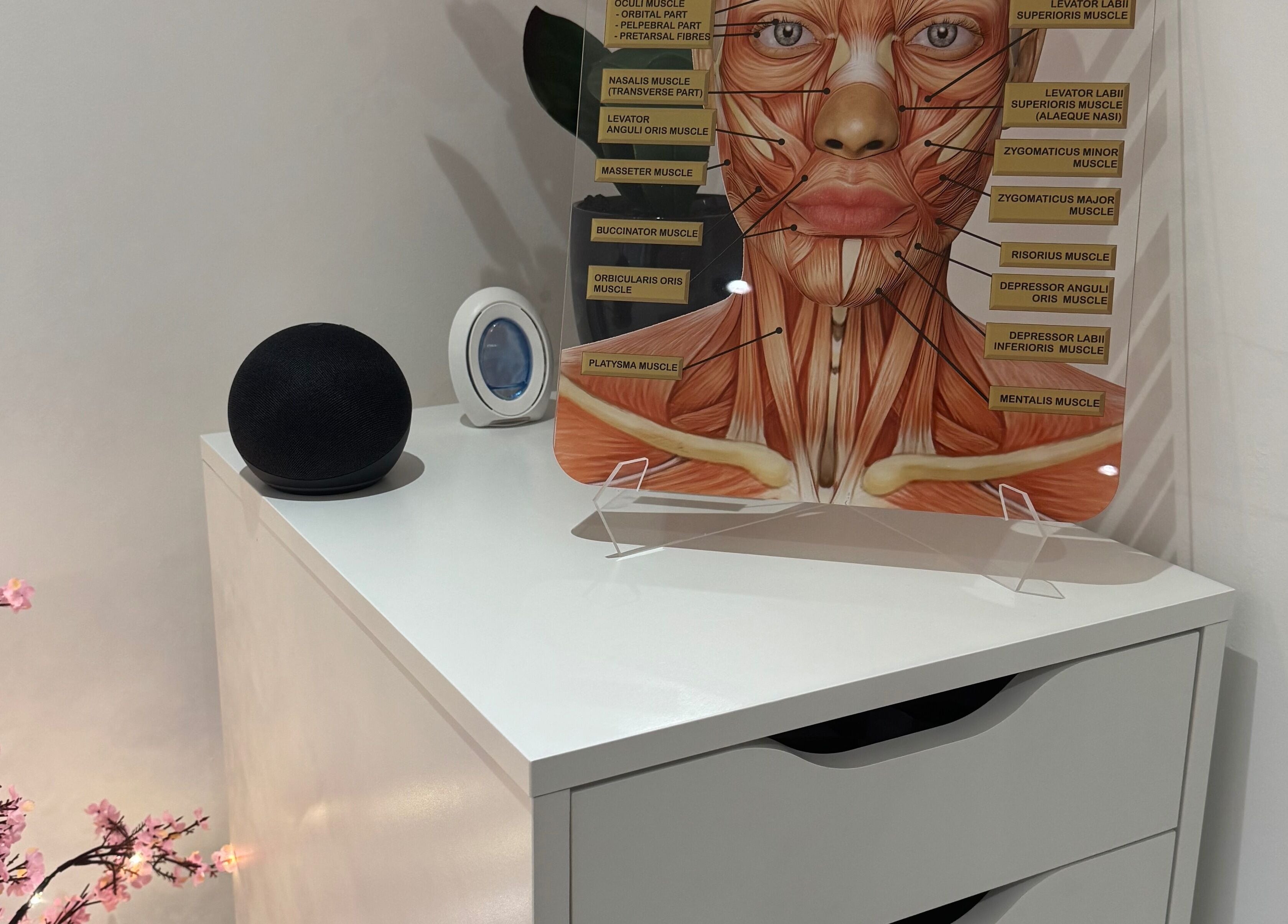 Anatomy display and decor at B.A Aesthetics, Lyneham, England, GB, showcasing a modern and professional ambiance.