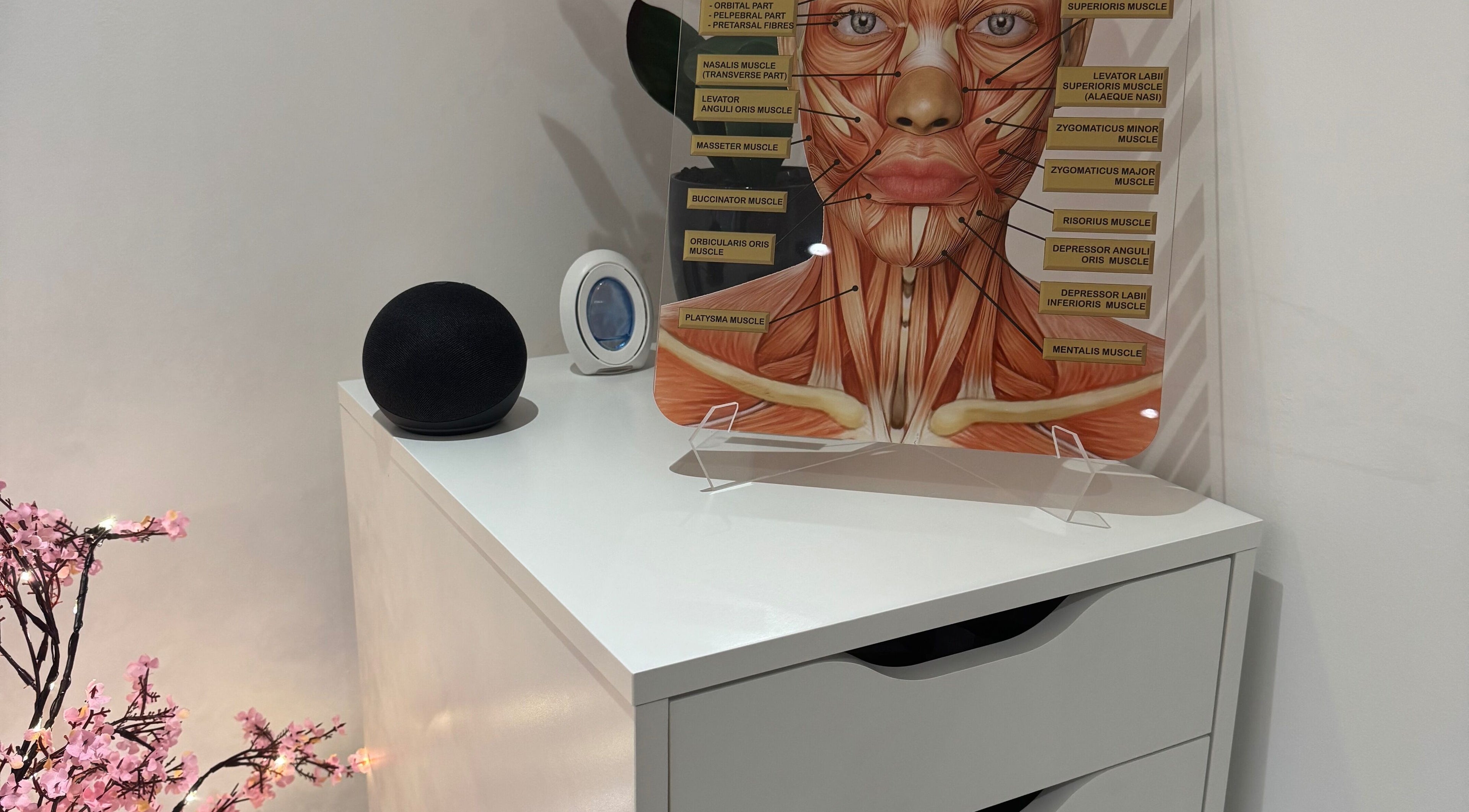 Anatomy display and decor at B.A Aesthetics, Lyneham, England, GB, showcasing a modern and professional ambiance.