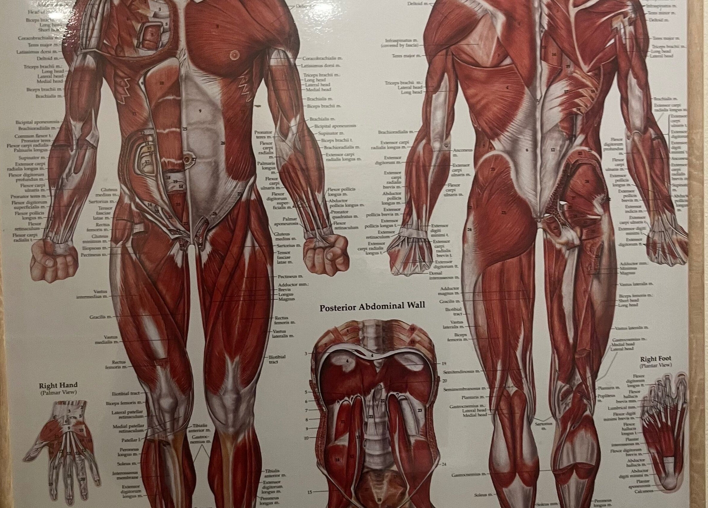 Detailed muscle anatomy chart at Muscle Alchemy Massage, Glengormley, Northern Ireland, GB.