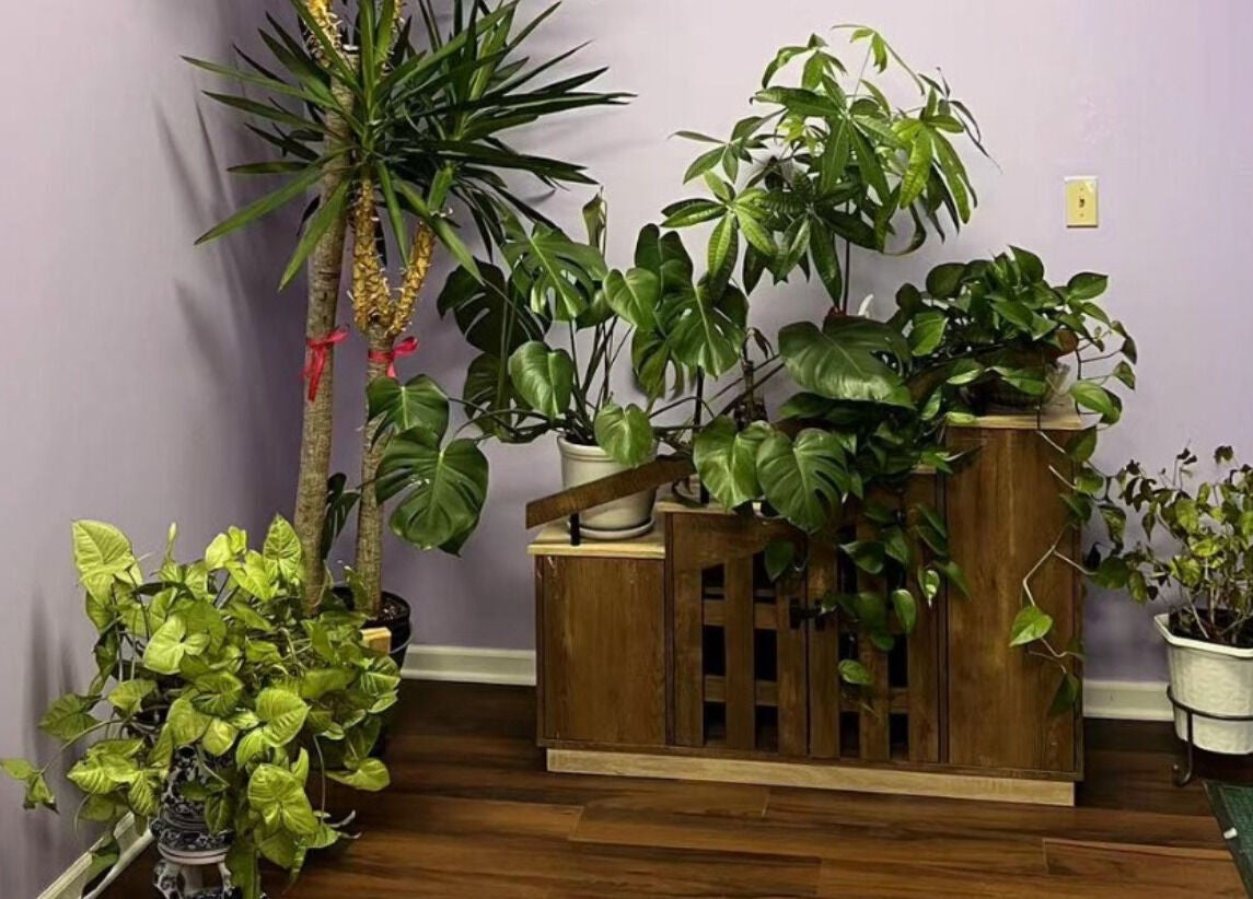 Green plants in a peaceful corner of AA Foot & Body Spa, Lisle, Illinois, US.