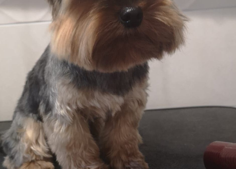 Przyjazna Zagroda Salon Groomerski w Hucie Mazowszańskiej prezentuje zadbanego yorka po pielęgnacji.