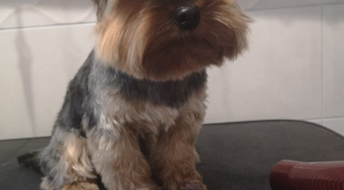 Przyjazna Zagroda Salon Groomerski w Hucie Mazowszańskiej prezentuje zadbanego yorka po pielęgnacji.