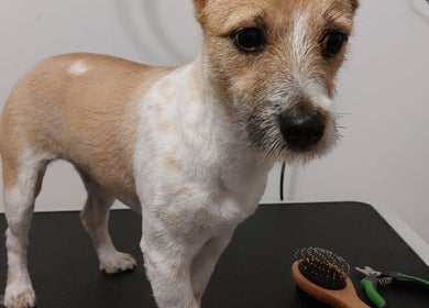 Pies po strzyżeniu w Przyjazna Zagroda Salon Groomerski, Huta Mazowszańska, Województwo Mazowieckie, PL