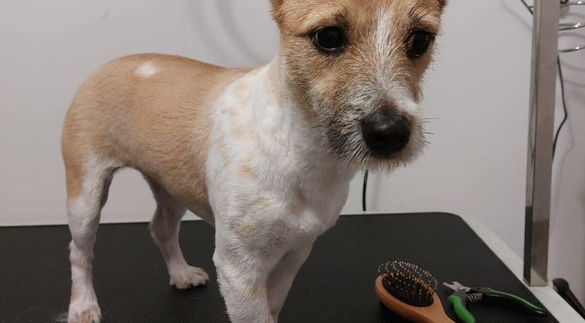 Pies po strzyżeniu w Przyjazna Zagroda Salon Groomerski, Huta Mazowszańska, Województwo Mazowieckie, PL