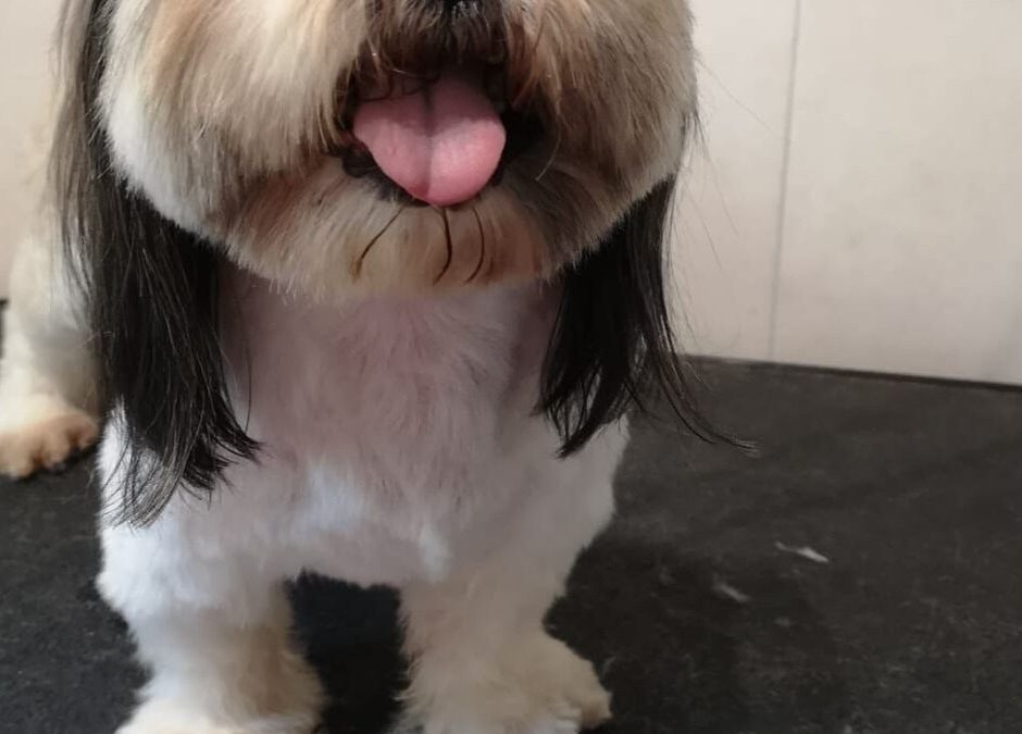 Starannie ostrzyżony pies w Przyjazna Zagroda Salon Groomerski, Huta Mazowszańska, Województwo Mazowieckie, PL.