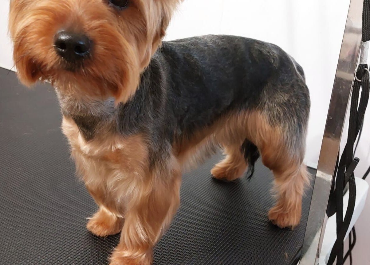 Elegancki pies po stylizacji w Przyjazna Zagroda Salon Groomerski, Huta Mazowszańska, Województwo Mazowieckie, PL.