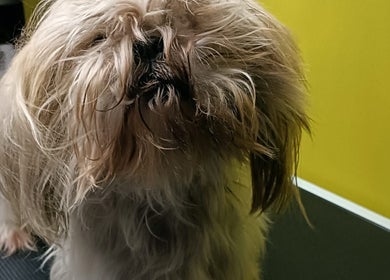 Pies do strzyżenia w Przyjazna Zagroda Salon Groomerski, Huta Mazowszańska, Województwo Mazowieckie, PL.