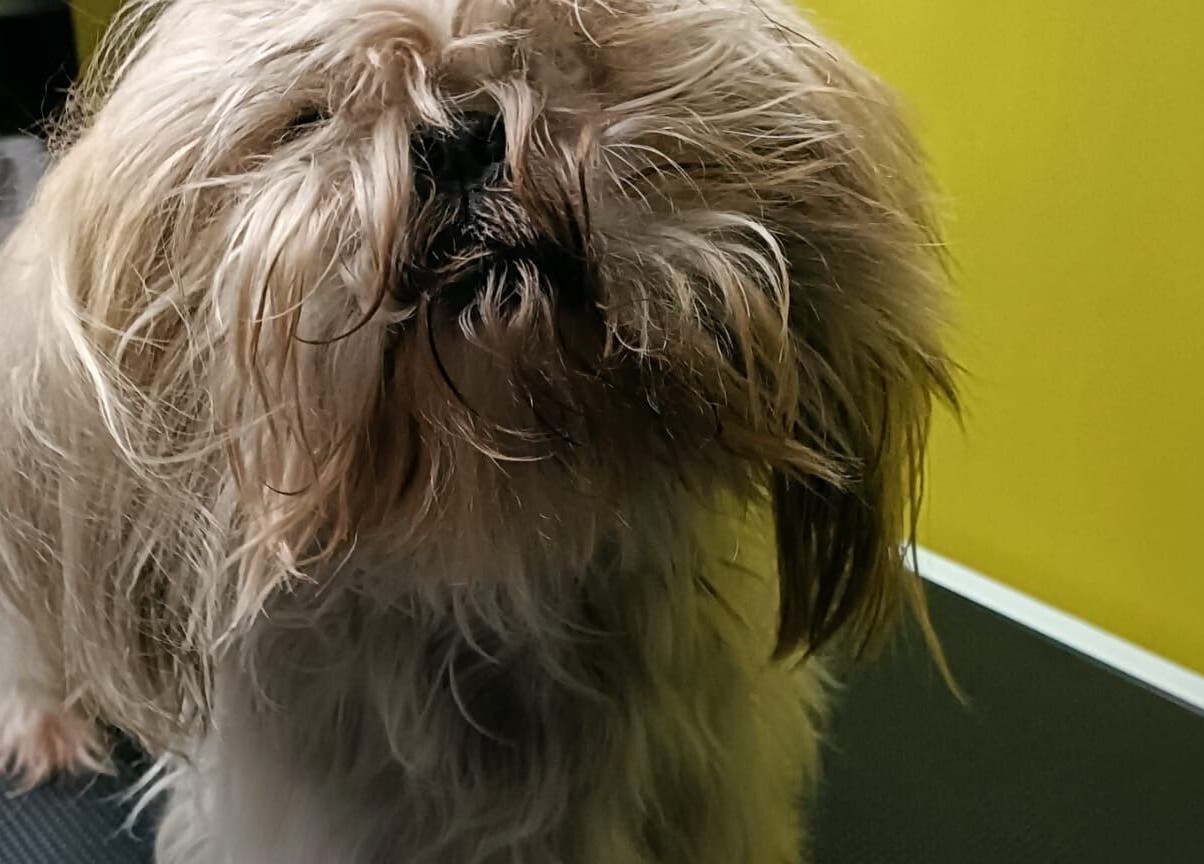 Pies do strzyżenia w Przyjazna Zagroda Salon Groomerski, Huta Mazowszańska, Województwo Mazowieckie, PL.