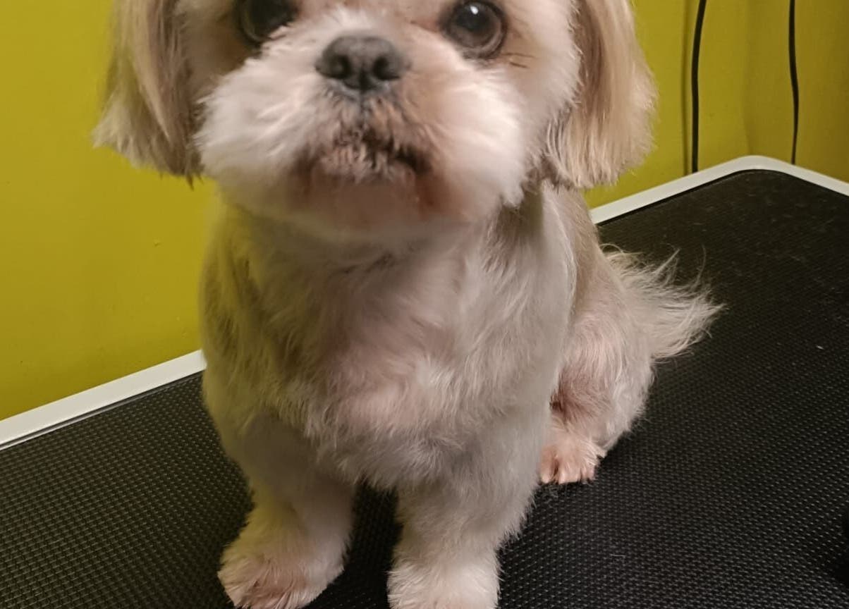 Uroczy piesek po strzyżeniu w Przyjazna Zagroda Salon Groomerski, Huta Mazowszańska, Województwo Mazowieckie, PL.