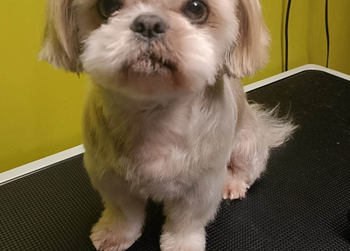 Uroczy piesek po strzyżeniu w Przyjazna Zagroda Salon Groomerski, Huta Mazowszańska, Województwo Mazowieckie, PL.