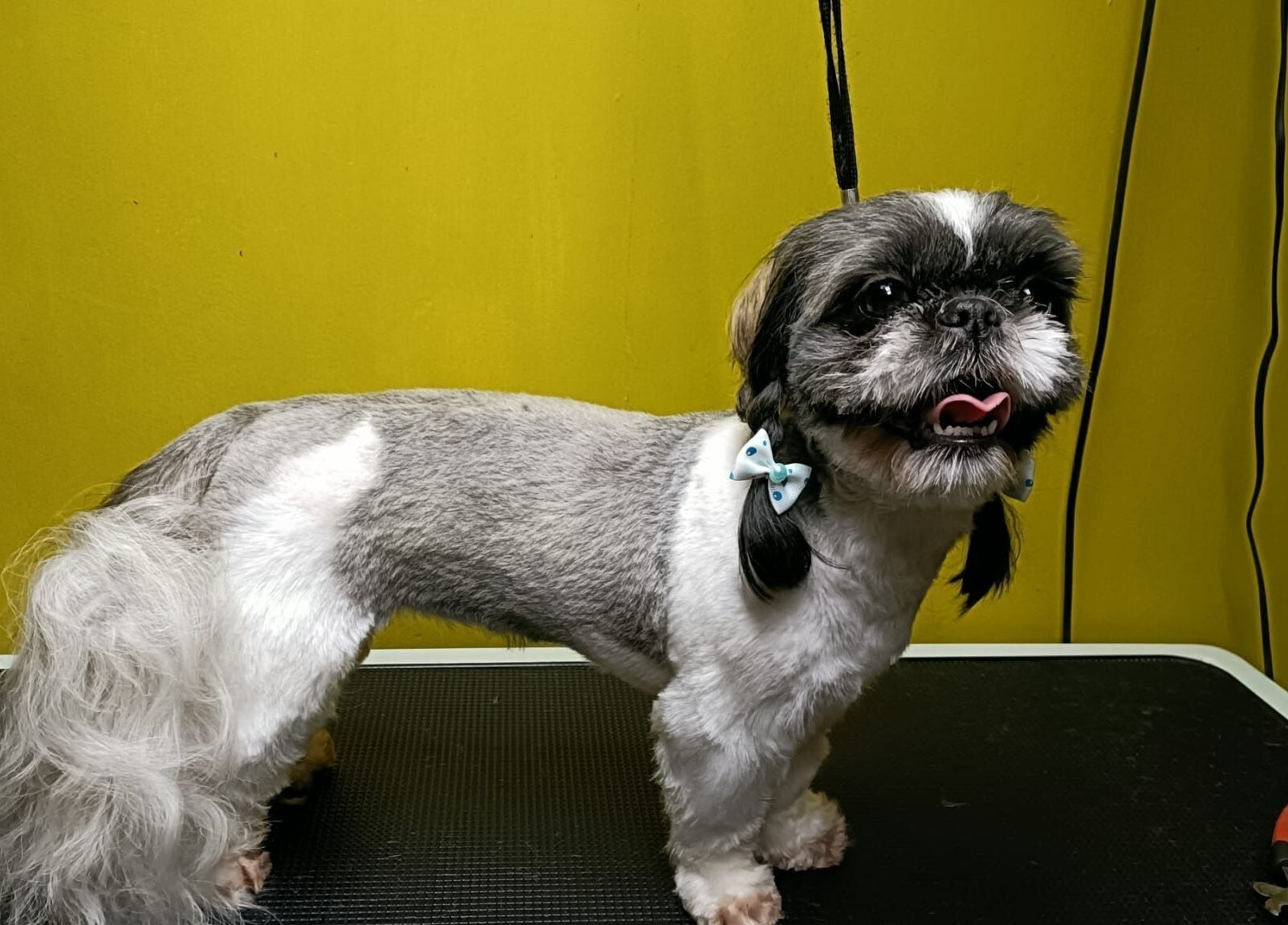 Stylowy piesek w Przyjazna Zagroda Salon Groomerski, Huta Mazowszańska, Województwo Mazowieckie, PL.