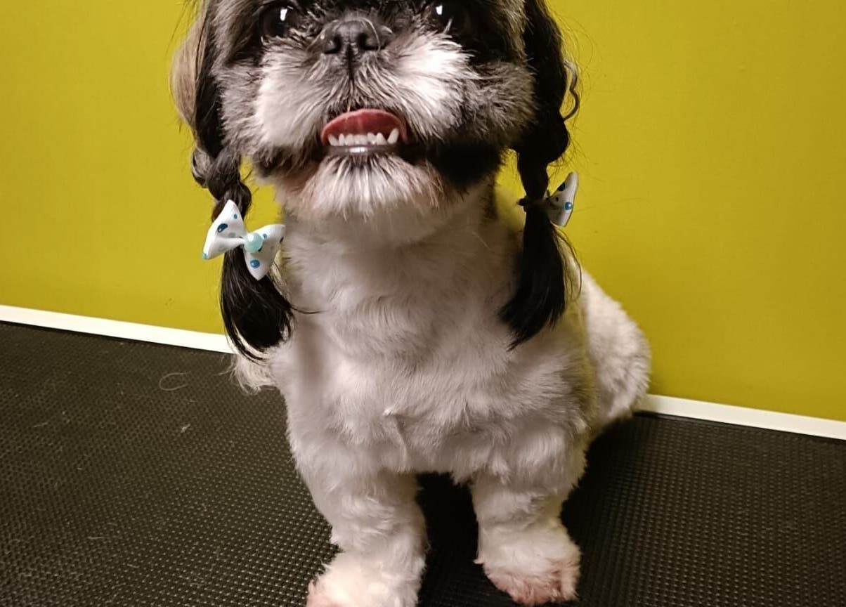 Uroczy piesek z kokardkami w Przyjazna Zagroda Salon Groomerski, Huta Mazowszańska, Województwo Mazowieckie, PL.