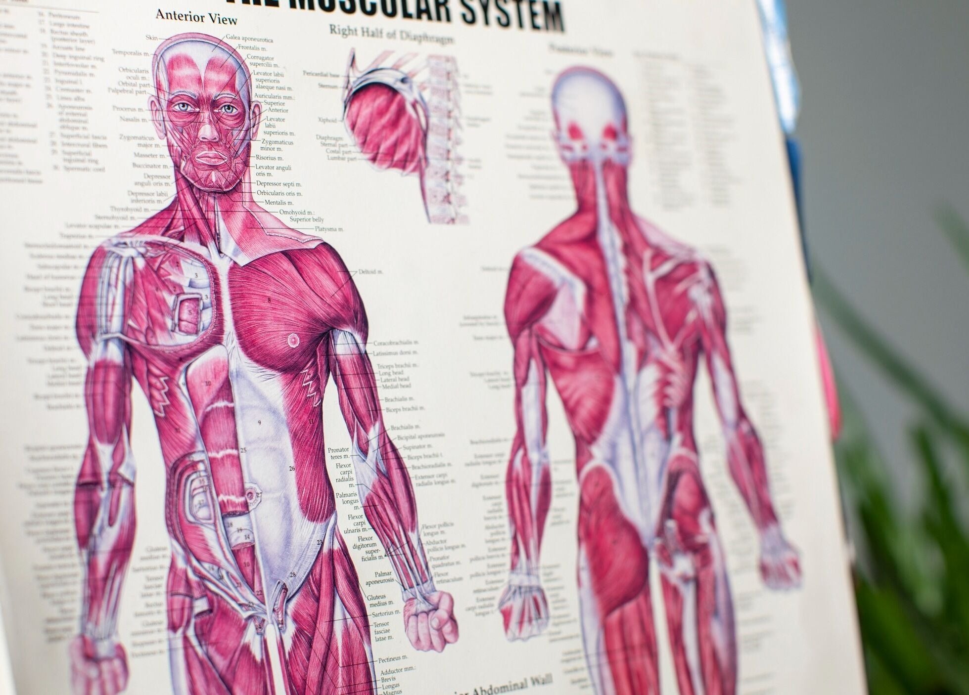 Anatomy chart at Dakota Therapies at Victorian Studio, Cardiff, GB, showing detailed muscle systems.