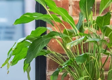 Lush green plant against a brick wall at Christea Makeup Madonna, Wellington, Western Cape, ZA.