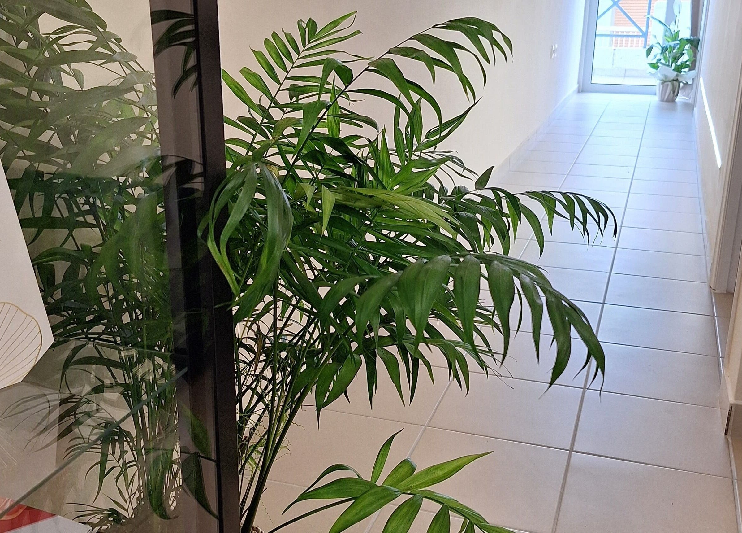 Φυτά κοσμούν την είσοδο του Ινστιτούτου Αισθητικής Ελένη Βακάλη, Καλαμάτα, GR.