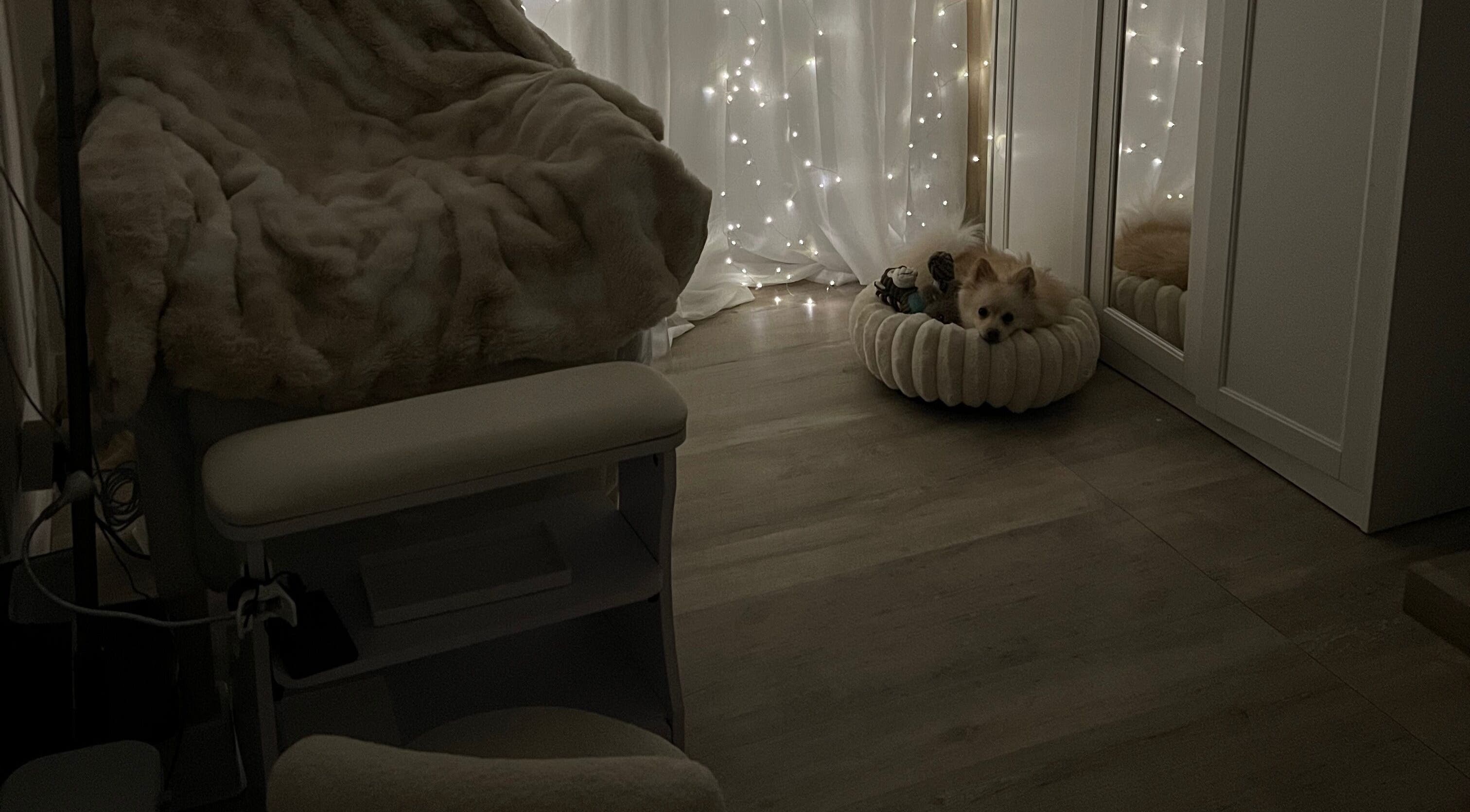Coin douillet à Flawless Sassa, Nice, Provence-alpes-côte D'azur, FR, avec un chiot et des lumières féeriques.