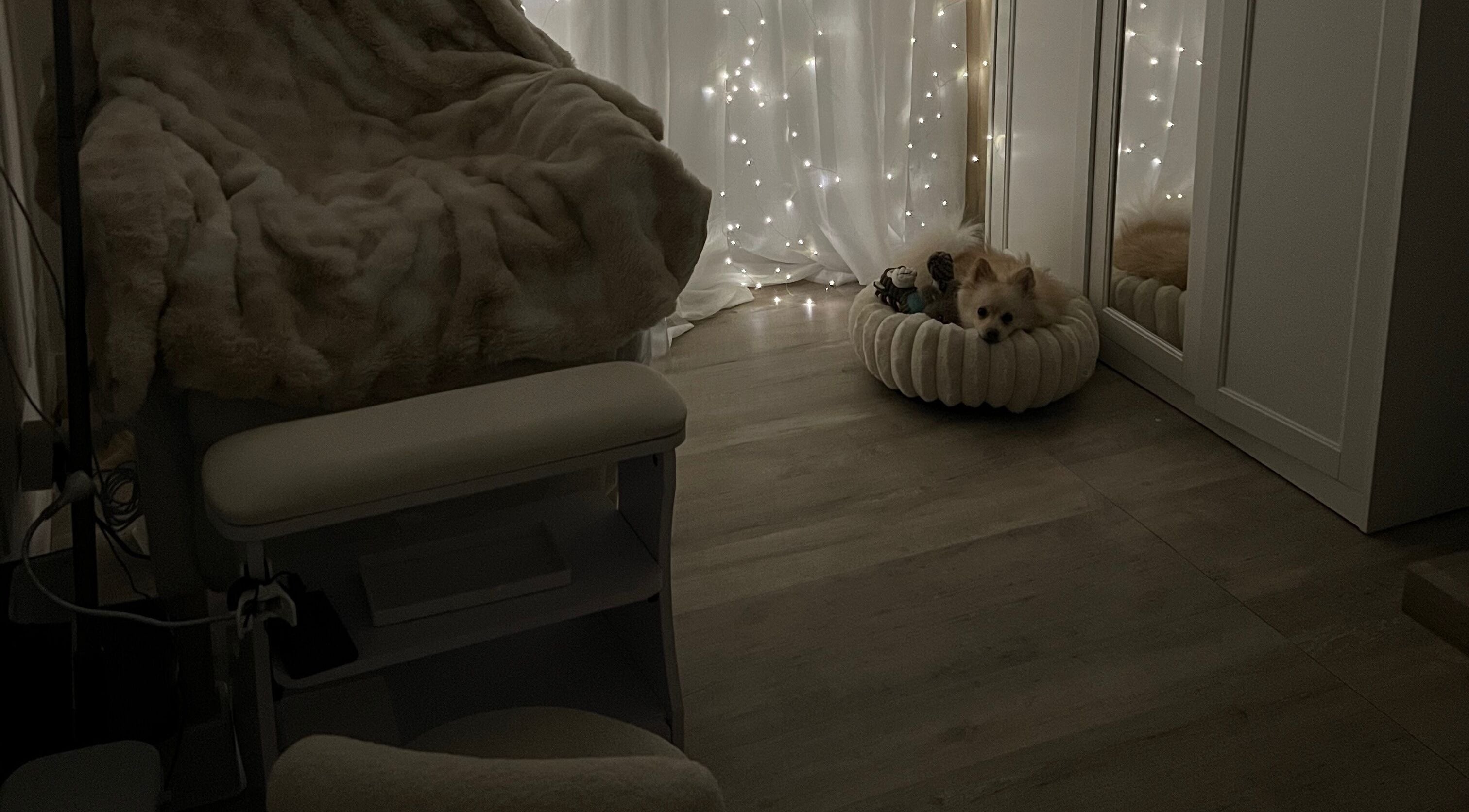 Coin douillet à Flawless Sassa, Nice, Provence-alpes-côte D'azur, FR, avec un chiot et des lumières féeriques.