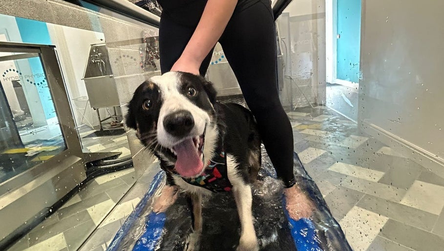 Nell's Pet Care and Hydrotherapy afbeelding 1