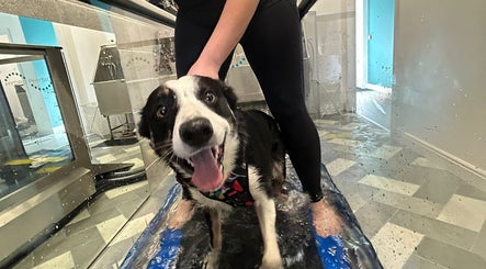 Nell's Pet Care and Hydrotherapy