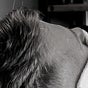 Faithful Fades