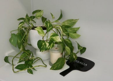 Lush green plant and candle at Cosmetic Nurse Carly in Helensvale, Queensland, AU.