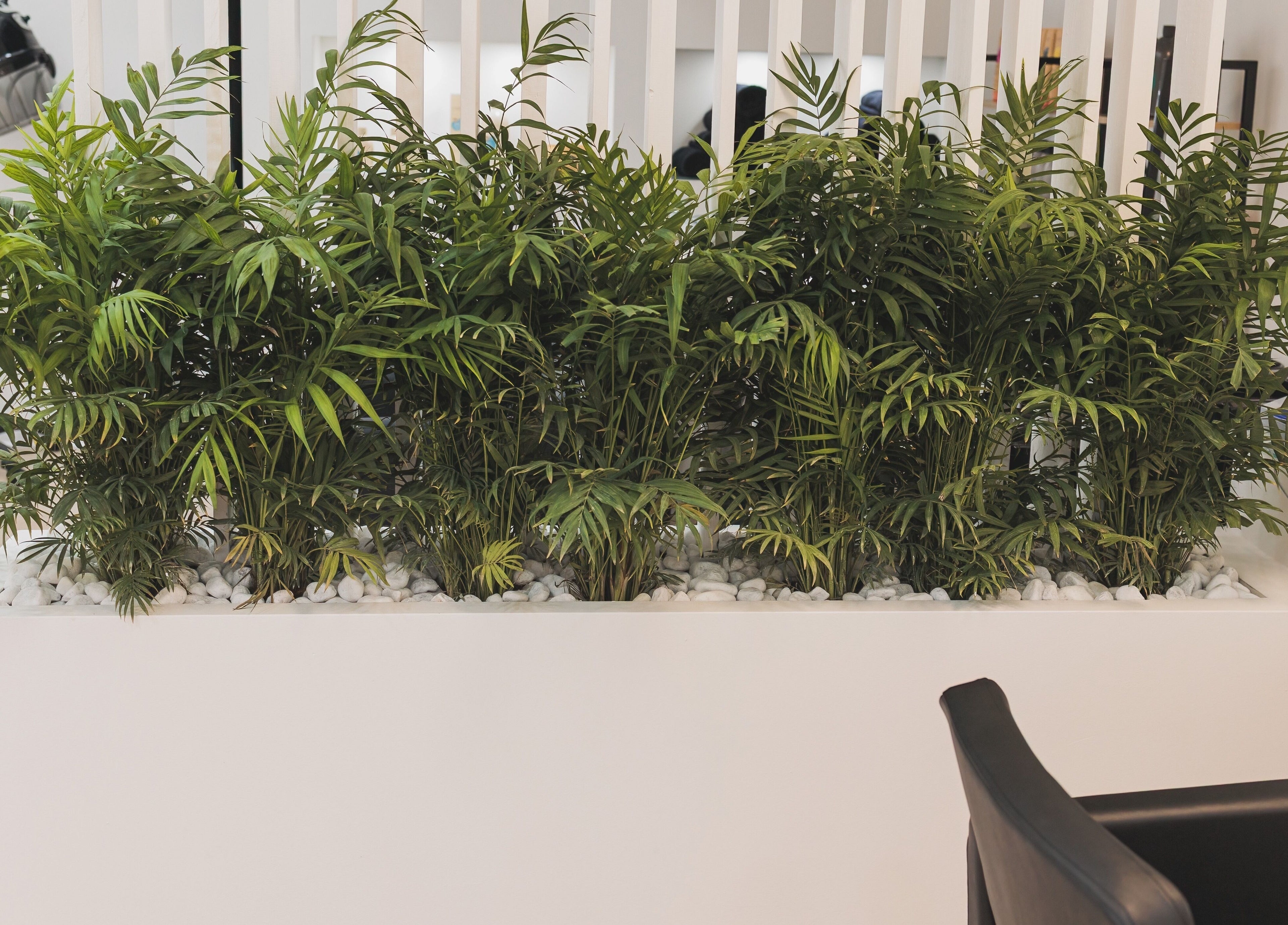 Piante verdi interne presso I Parrucchieri Terme Vigliatore, Sicilia, IT, creando un'atmosfera rilassante.