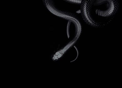 Stylish black snake symbolizing Medusa’s Mantra in Greenbank, Queensland, AU. Elegance in nature.