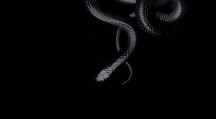 Stylish black snake symbolizing Medusa’s Mantra in Greenbank, Queensland, AU. Elegance in nature.