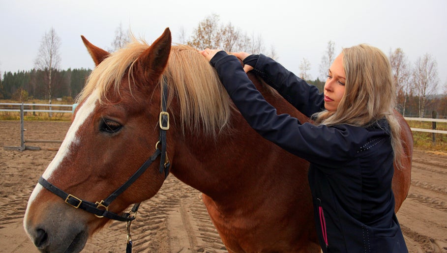 Hevosen fysioterapiaa Mira Helena Nieminen - Eläinfysioterapia, Vantaa, Uusimaa, FI palvelussa.