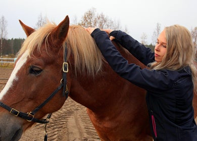 Hevosen fysioterapiaa Mira Helena Nieminen - Eläinfysioterapia, Vantaa, Uusimaa, FI palvelussa.