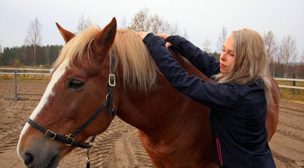 Hevosen fysioterapiaa Mira Helena Nieminen - Eläinfysioterapia, Vantaa, Uusimaa, FI palvelussa.