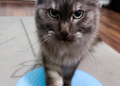 Kissa rentoutumassa Mira Helena Nieminen - Eläinfysioterapia, Vantaa, Uusimaa, FI.