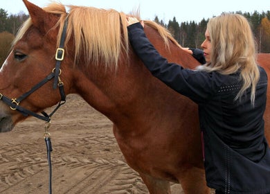 Mira Helena Nieminen - Eläinfysioterapia hoitamassa hevosta ulkona Vantaalla, Uusimaa, FI.