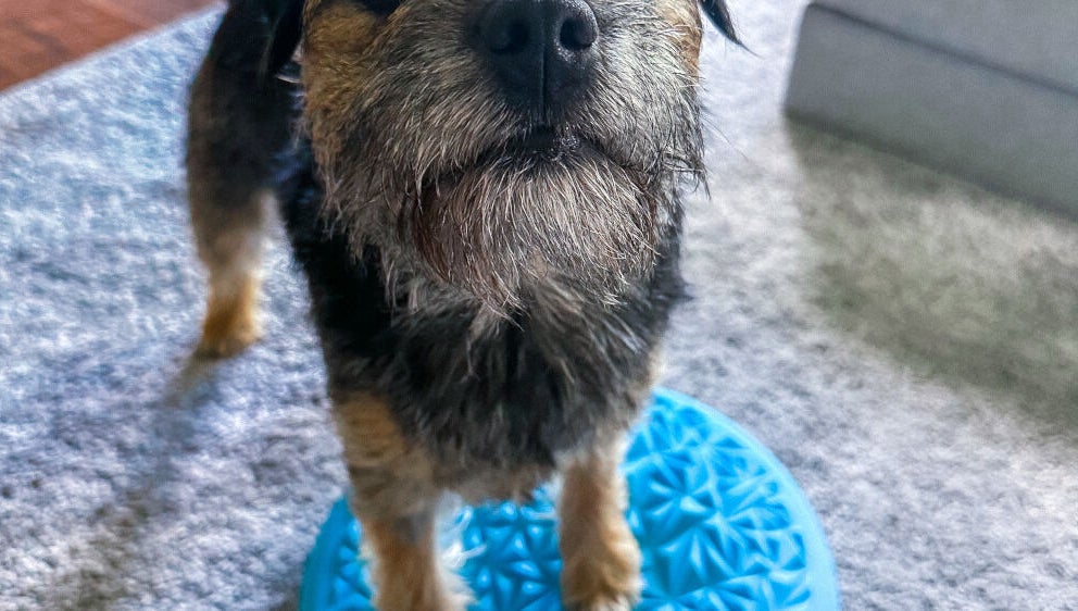 Koira tasapainolevyllä Eläinfysioterapia Mira Helena - Kotikäynnit PK-seudulla ja Turun alueella. Vantaa, Uusimaa, FI.