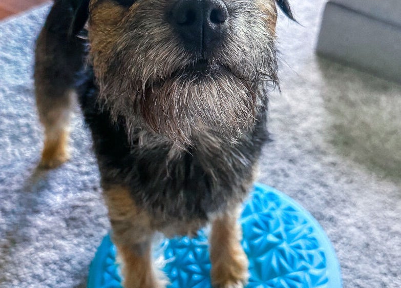 Koira tasapainolevyllä Eläinfysioterapia Mira Helena - Kotikäynnit PK-seudulla ja Turun alueella. Vantaa, Uusimaa, FI.