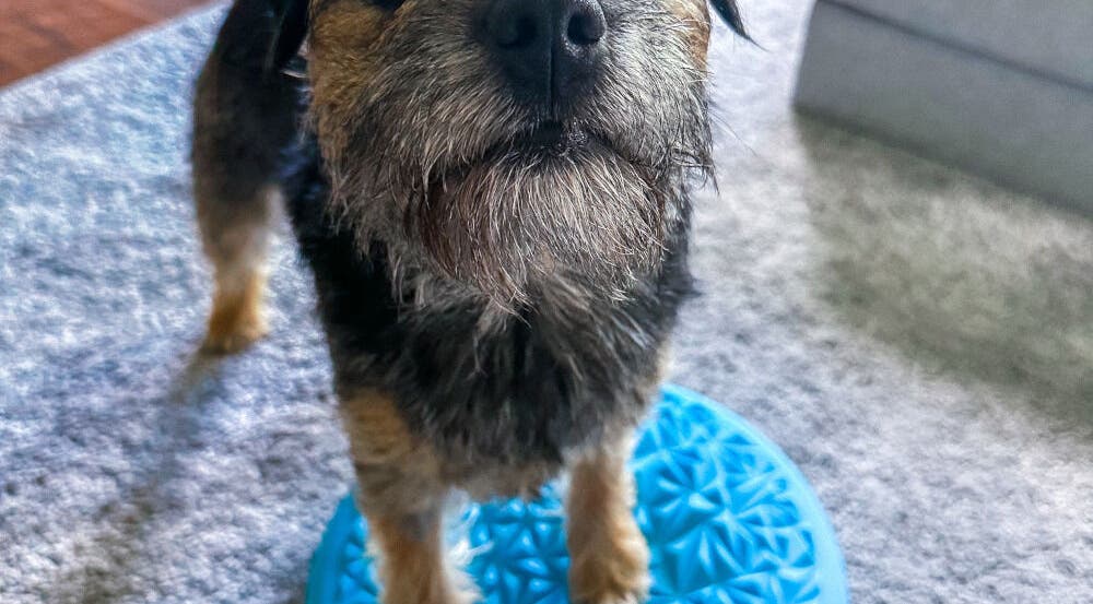 Koira tasapainolevyllä Eläinfysioterapia Mira Helena - Kotikäynnit PK-seudulla ja Turun alueella. Vantaa, Uusimaa, FI.