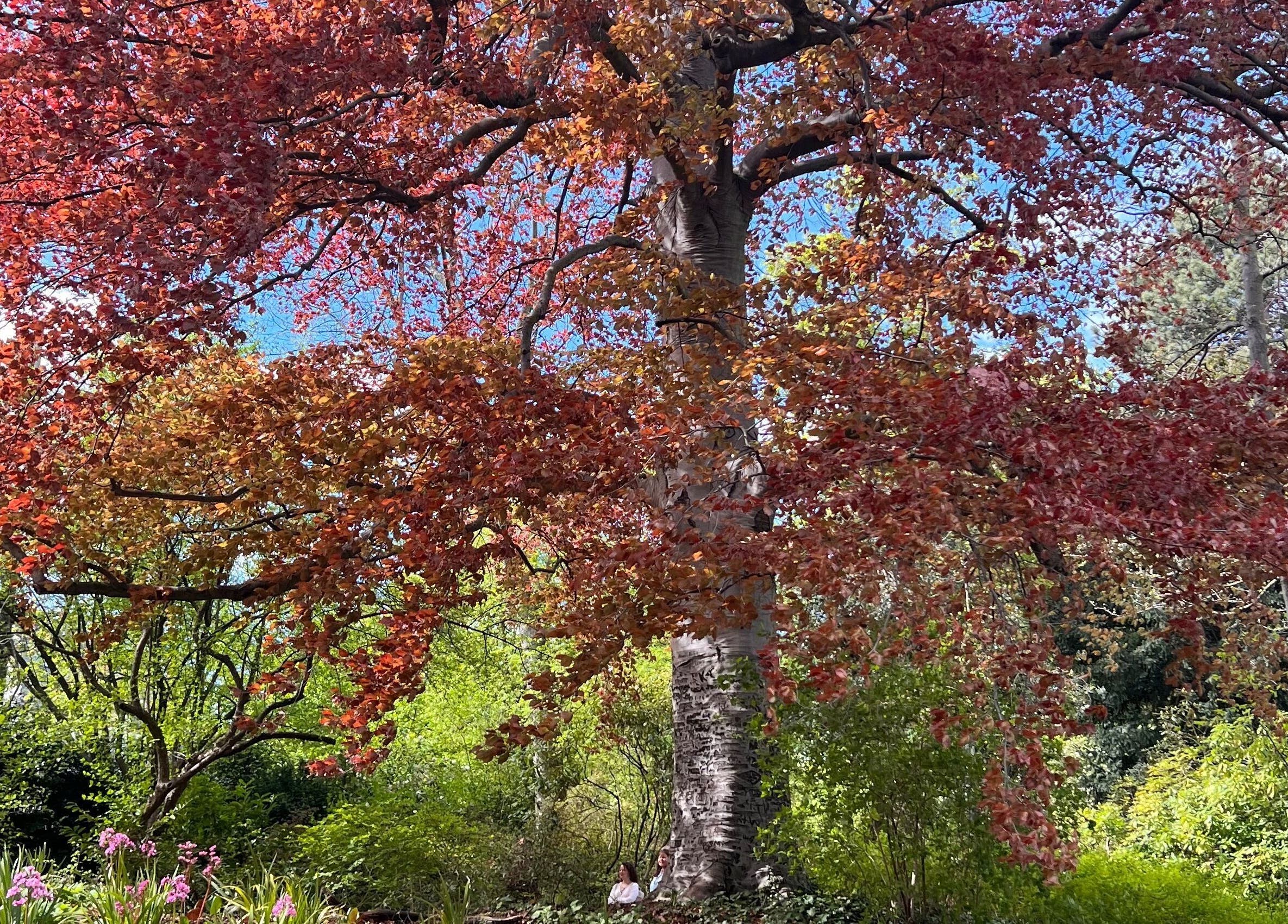 Árvore majestosa no jardim de Mirian Reboucas, Darmstadt, Hessen, DE, com folhas coloridas outonais.