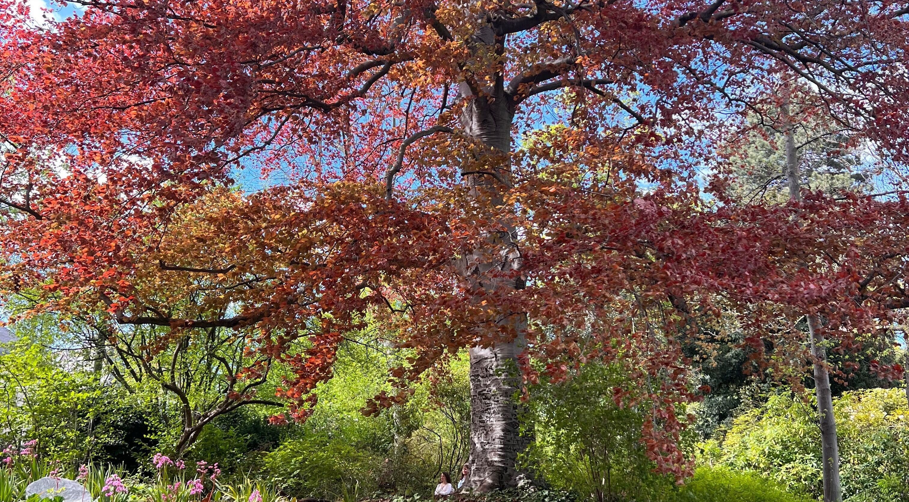 Árvore majestosa no jardim de Mirian Reboucas, Darmstadt, Hessen, DE, com folhas coloridas outonais.